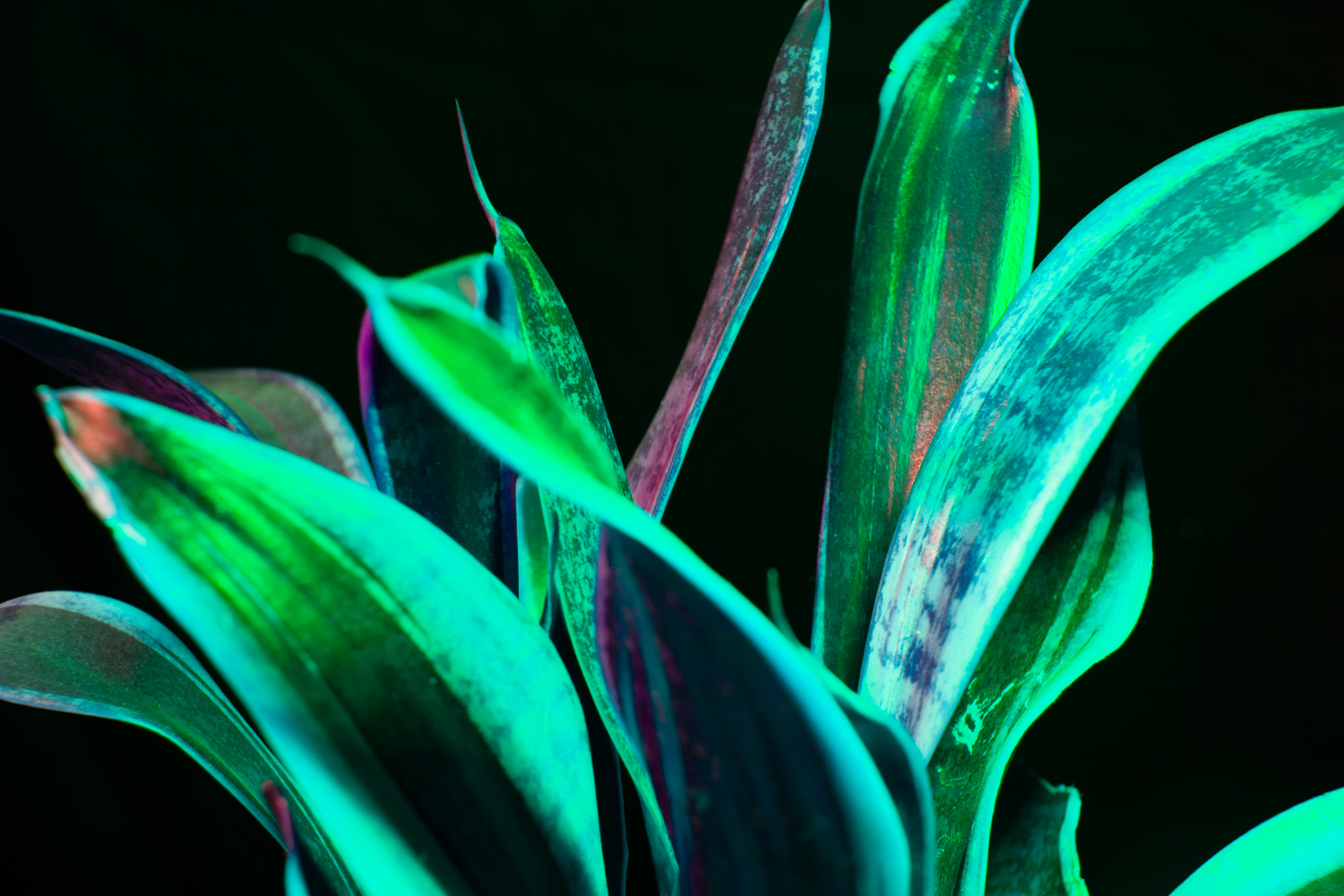 Otherwordly Flora Photo